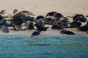 Some of the 100 Seals on the beach at Mingulay