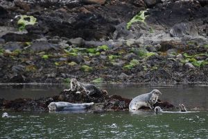 Seals on Skye (credit ID)