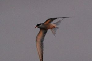 Arcric Tern in Orkney credit SL